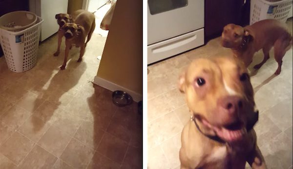 guilty pit bulls