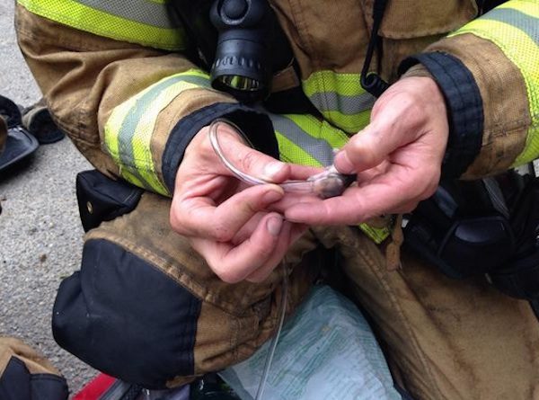 hamster-fire-4