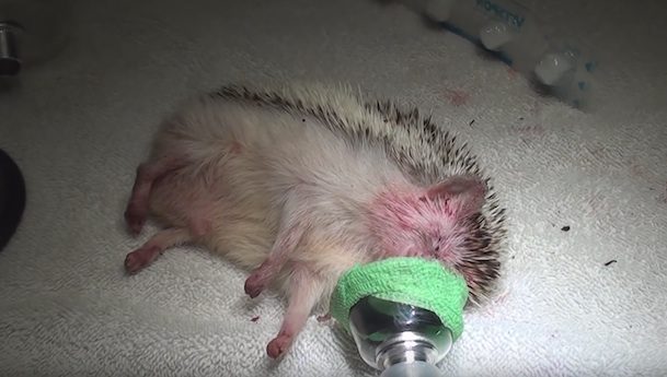 Injured Hedgehog Abandoned In Apartment Rescued After A Week