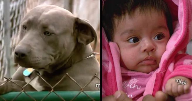 Pit Bulls Stop Armed Burglars From Stealing Baby