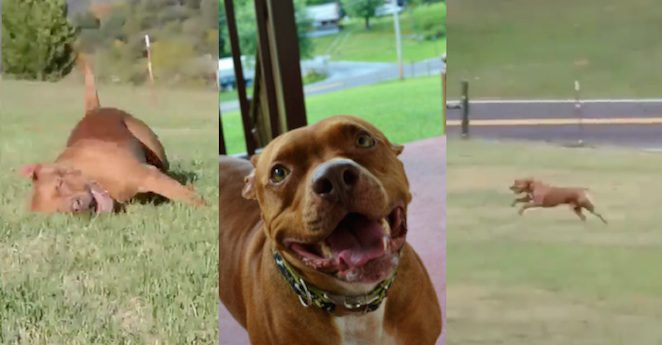 hooch