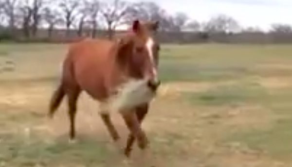 horse running with hay