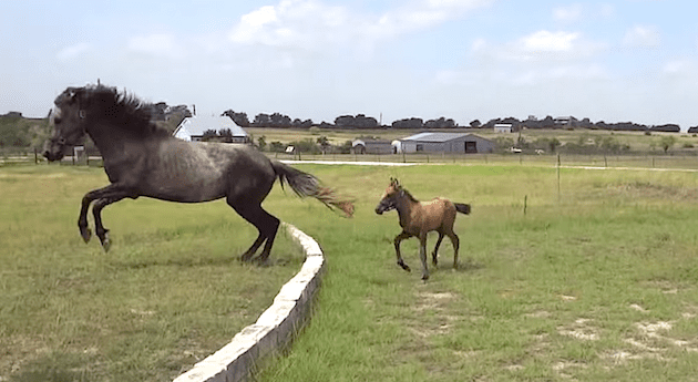 horses jumping