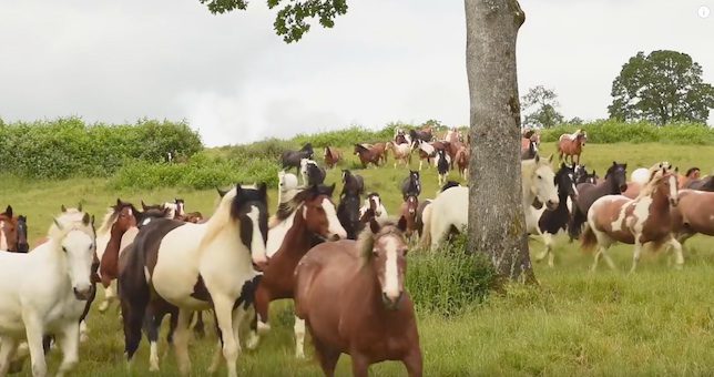 horse sanctuary