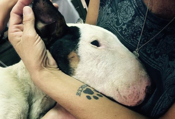 Bull Terrier Seized From Life On A Chain And Found Covered With Maggots Fights For His Life
