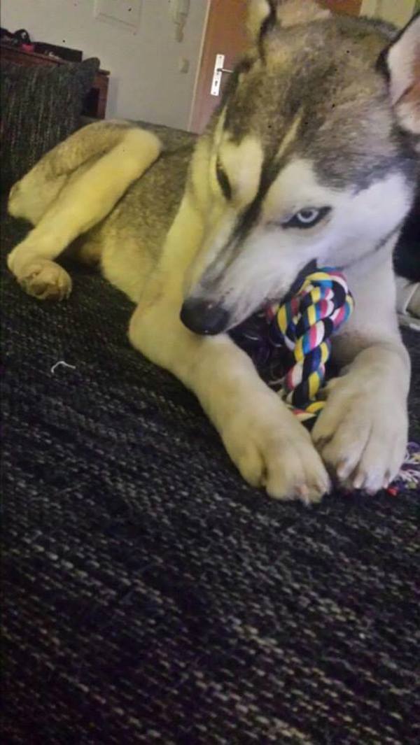 husky-rescue-17