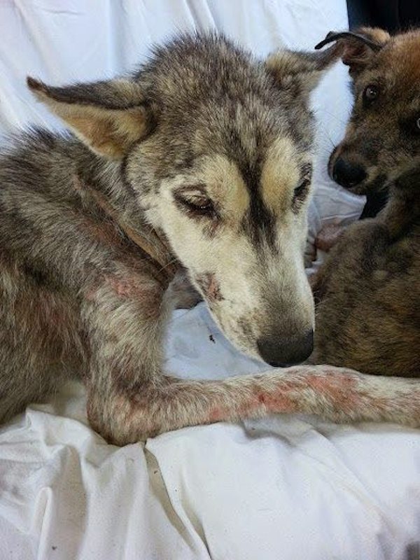 husky-rescue-4