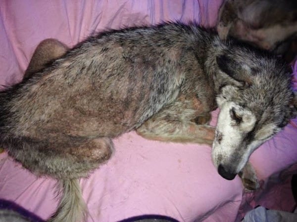 husky-rescue-5