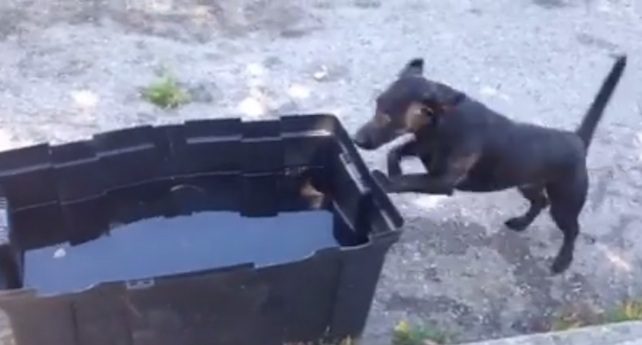 Adorable Dog Has Insane Love Of Splashing In The Water