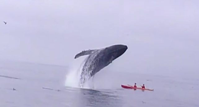 whale breaches on top of kayakers