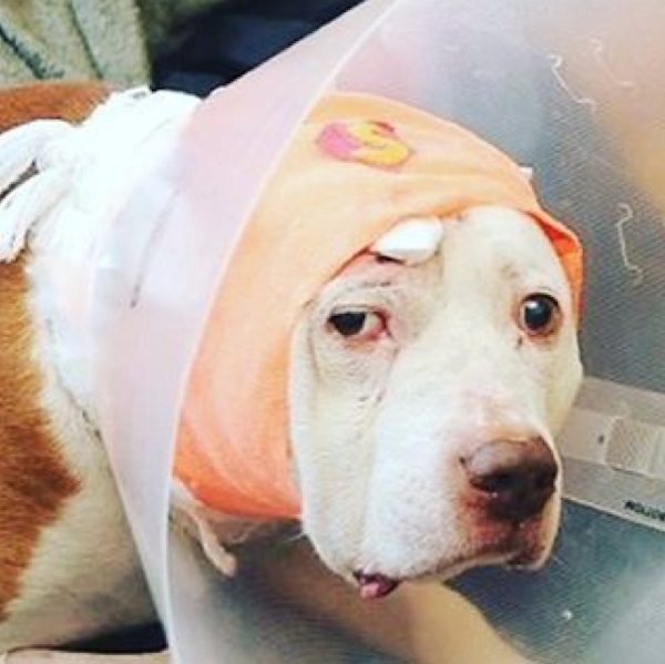 kiko-4