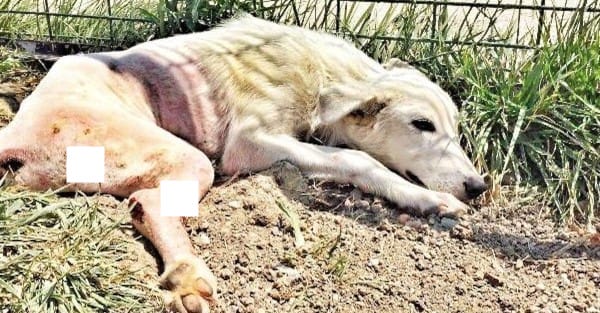 ‘Broken’ Dog Thrown Away Like Trash Bravely Takes His First Steps