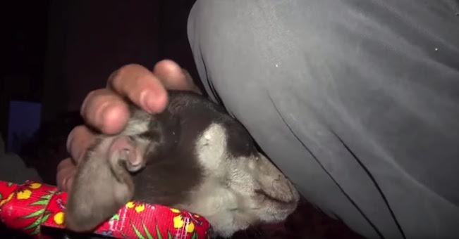 Leah the dog's rescue