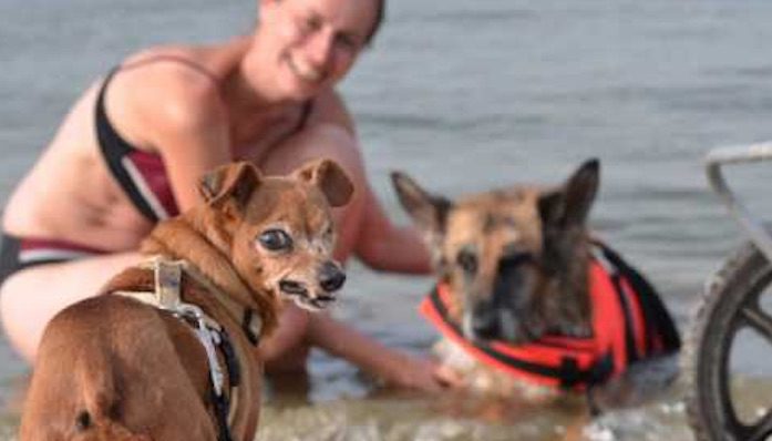 Dog Who Spent 12 Years In Puppy Mill Discovers It’s Never Too Late To Love