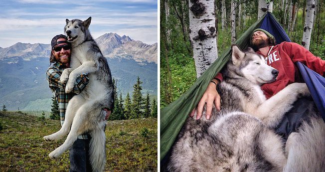 wolf dog adventures
