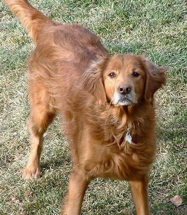 loyal-dog-3