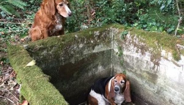 Loyal Dog Guards Her Trapped Friend For A Week Until She Finds Humans To Save Her