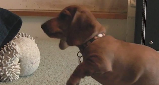 puppy rings bell