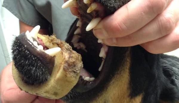 Vets Warn Dog Owners Of The Dangers Of Marrow Bones
