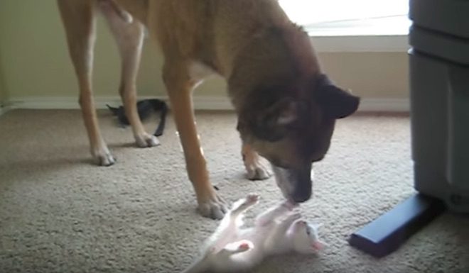 Retired Military Working Dog Meets His First Kitten
