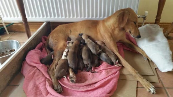 mom-and-pups-1