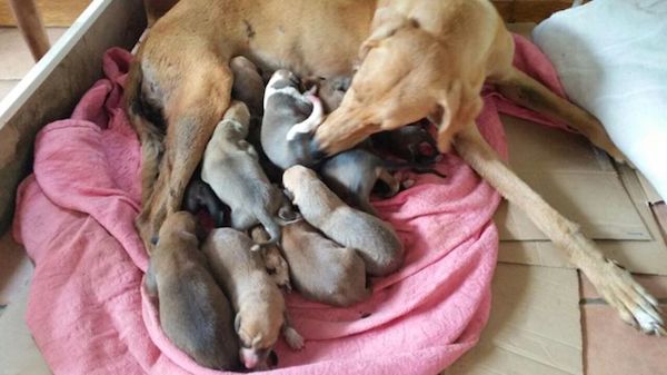 mom-and-pups-3