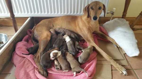 Pregnant Dog Hangs On To Life After Being Stabbed For The Sake Of Her Puppies