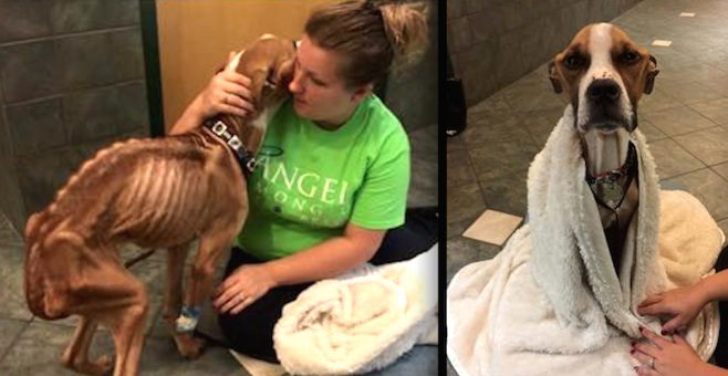 Shockingly Emaciated Dog Found Tied Up To Church Fence