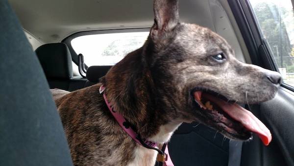 Shelter Staff In Tears As Dog Who Waited 11 Years Heads Home With Her Forever Family