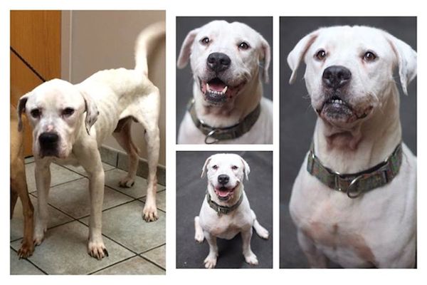 oscar-adoptable