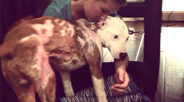 Abused Pit Bull Who Was Set On Fire Now Has One Very Special Purpose In Life