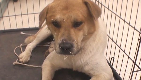 dog with quills