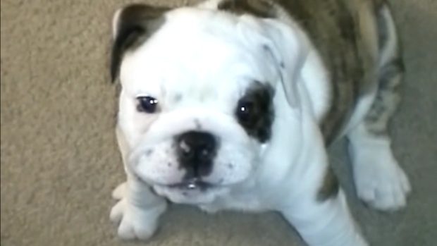 Adorable English Bulldog Puppy Has The Funniest Reaction To Her Bark