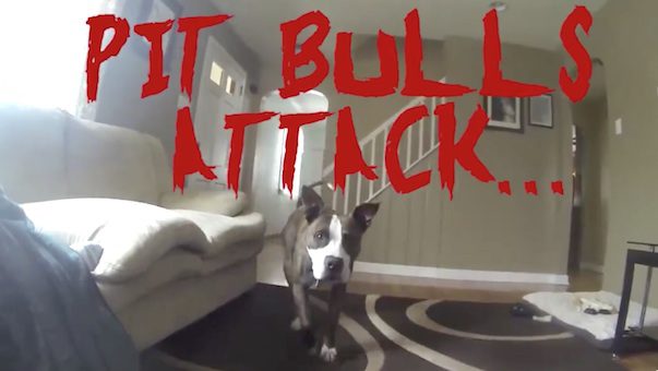 pit bull kisses