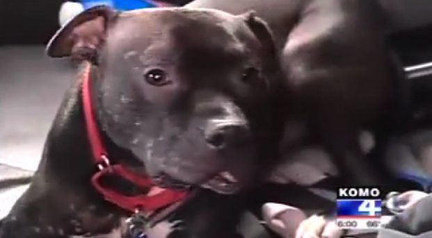 pitbull scares off carjacker