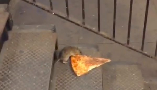 pizza rat