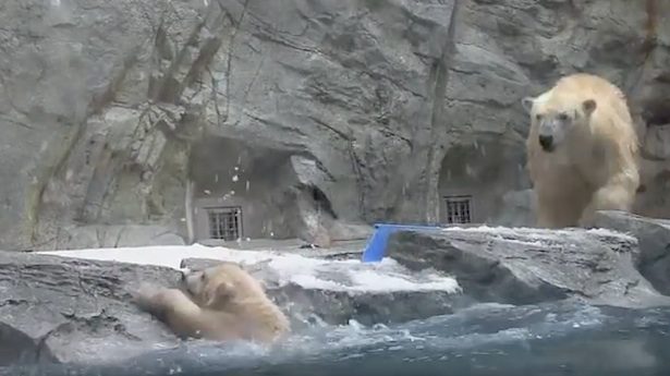 polar bear mom and cub
