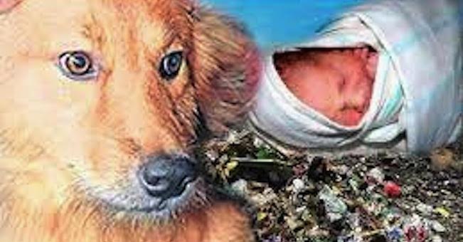 Dog Saves Newborn Baby Abandoned At Dump