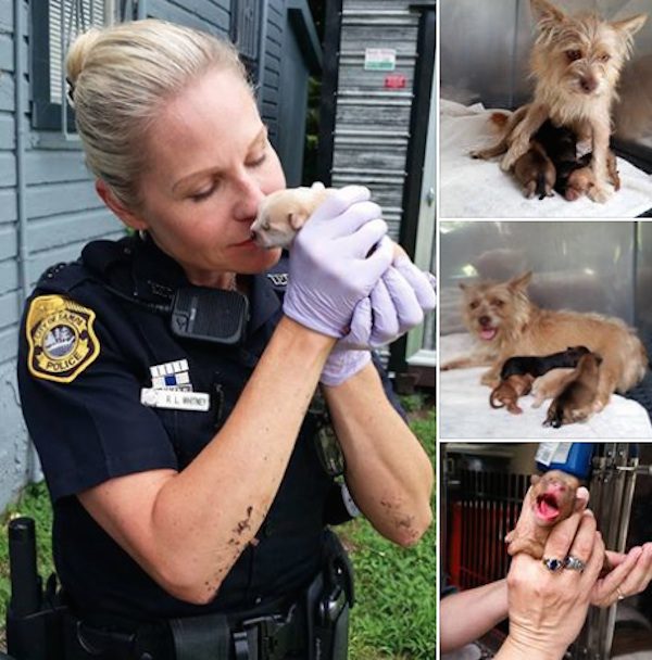puppies-in-trash-2