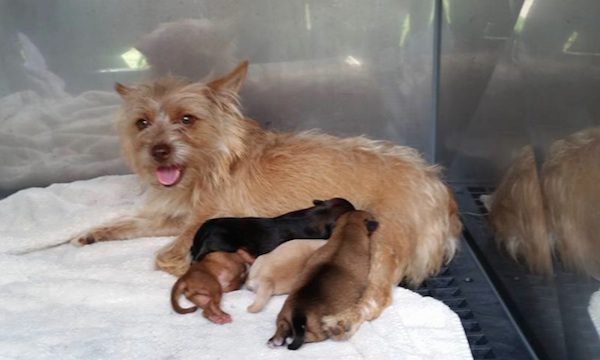 puppies-in-trash