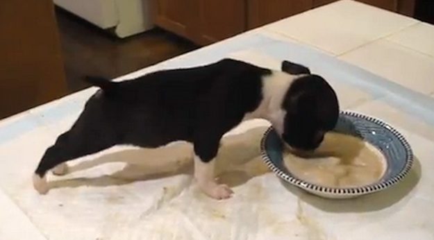 boston terrier puppy eating