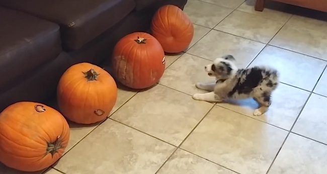 puppy vs pumpkins