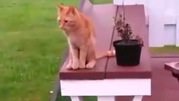 red the cat