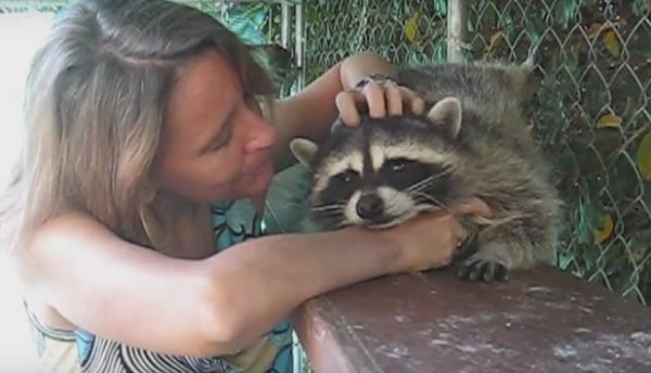 Raccoon Who Was Kept In Small Cage For 4 Years Gets Rescued And Loves His New Life