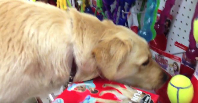dog chooses toy