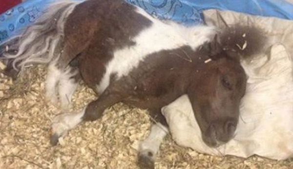 Disabled Miniature Horse Defies The Odds And Learns To Walk