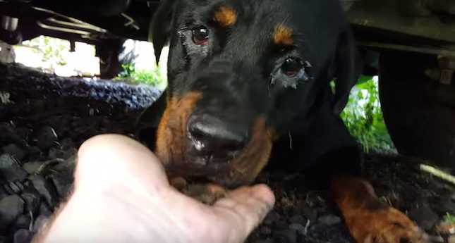 Man Finds Starving, Stray Rottweiler And Tries To Win Her Trust