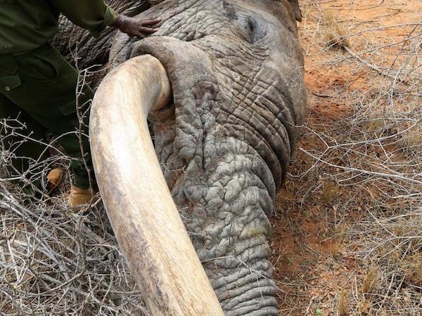 save-elephant-1