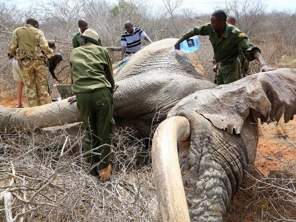 save-elephant-2