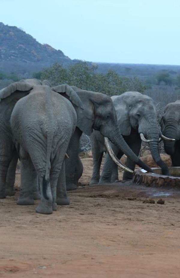 save-elephant-3